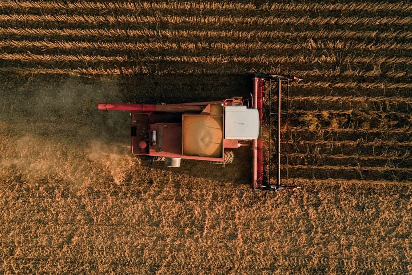 High-quality soy beans